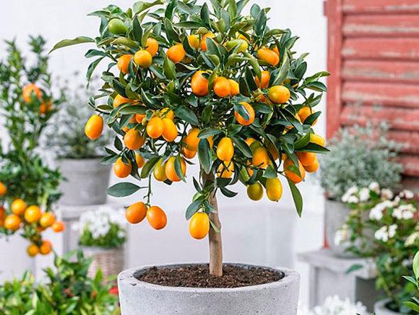 Garden Center Balbuena