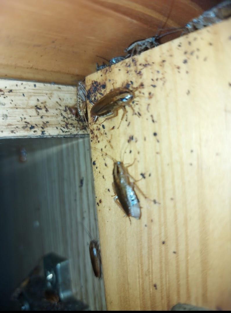 CONTROL PLAGAS TENERIFE