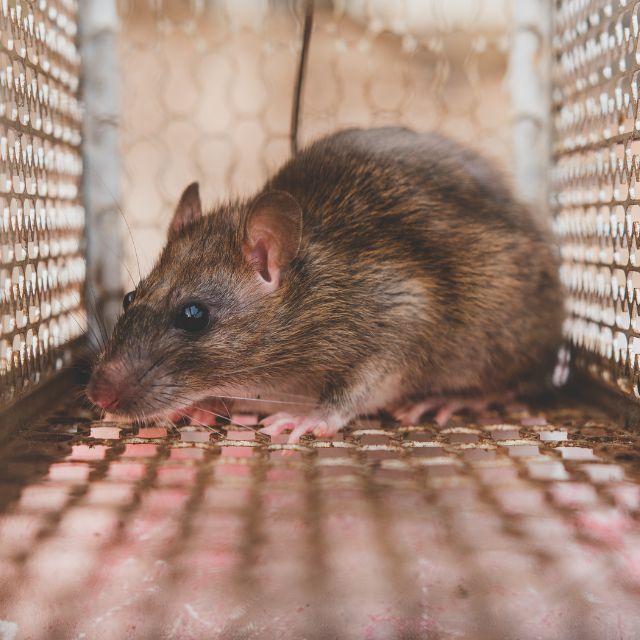 EL FUMIGADOR Control de Plagas Marbella