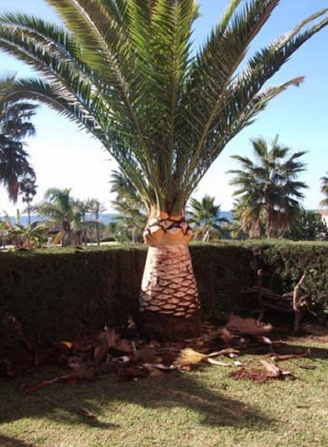 Star Garden Marbella