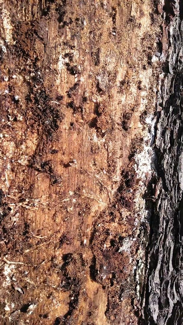 Ecocontrol Sistemas Antiplagas sl