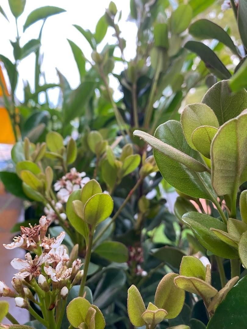 VF JARDINERIA Y PAISAJISMO