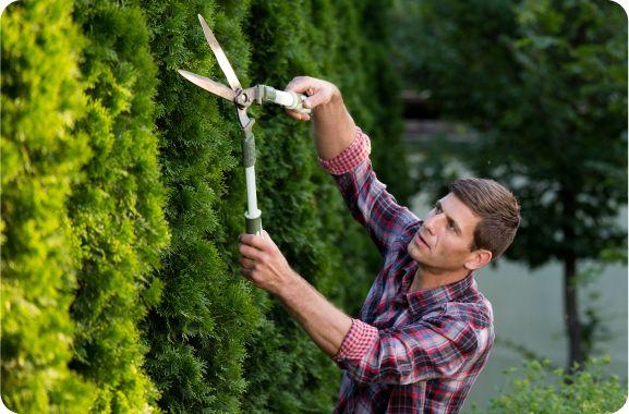 Servicios de jardineria - Grupo Blover