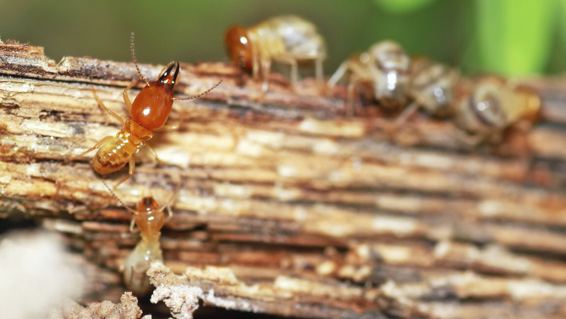MILPLAGAS - CONTROL DE PLAGAS, FUMIGACIONES, VÉLEZ, TORROX, TORRE DEL MAR, RINCÓN DE LA VICTORIA