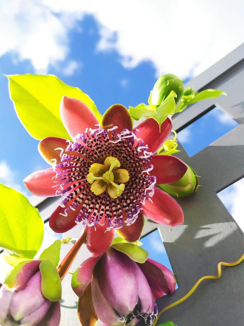 Dream Garden Services